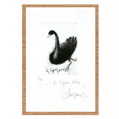 Alfredo Echazarreta - Le cygne noir