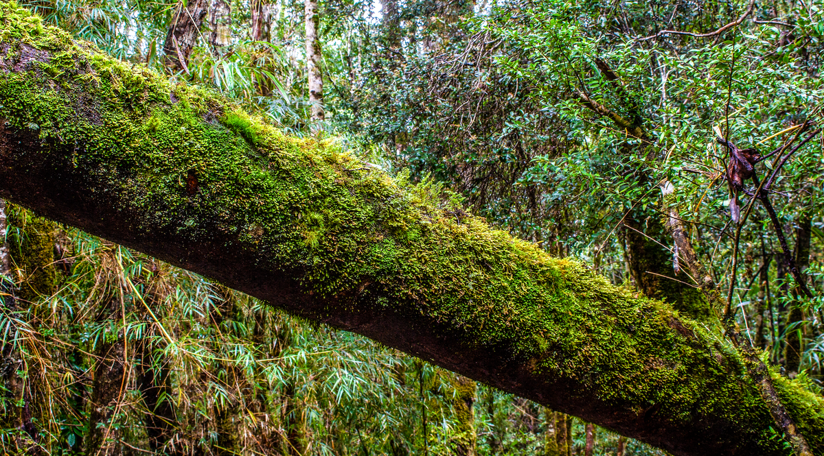 Bosque nativo 3