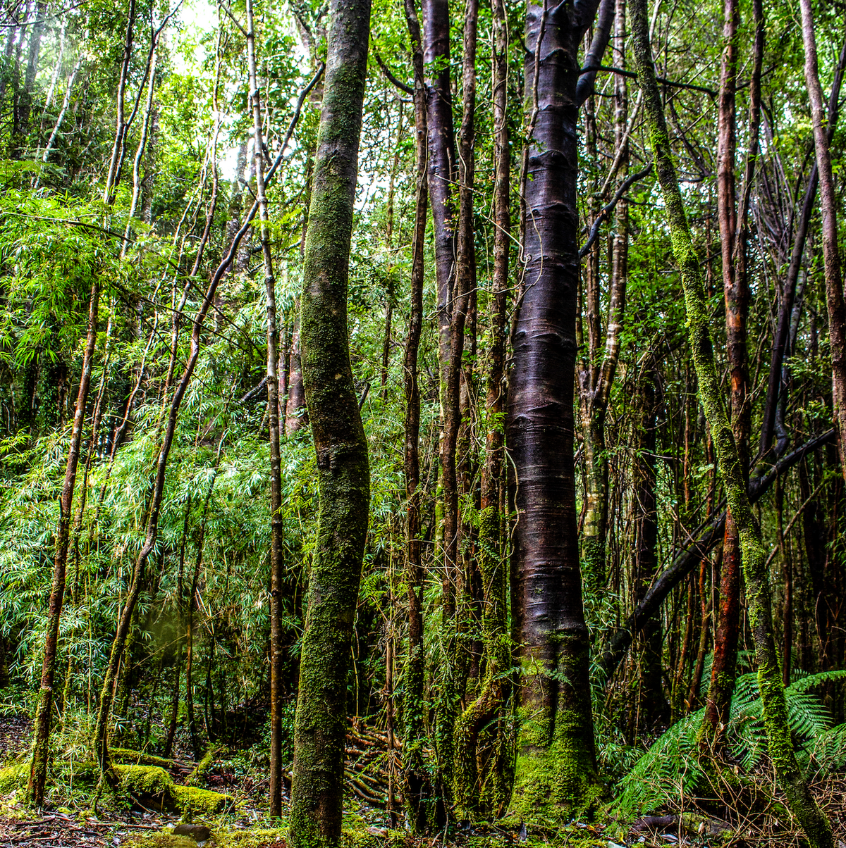 Bosque nativo 1