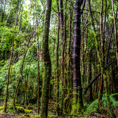 Bosque nativo 1