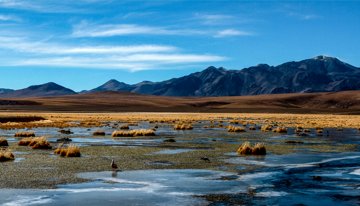 Altiplano Región de Antofagasta