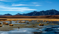 Altiplano Región de Antofagasta