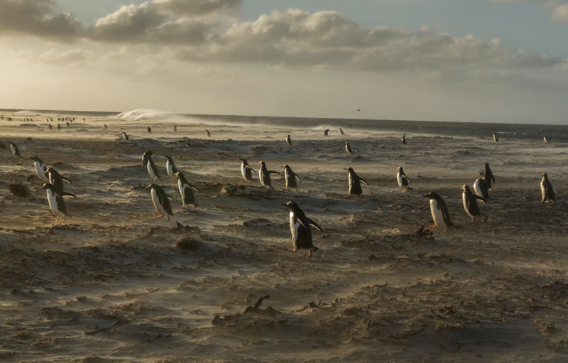 EL Regreso / Sea Lion 2016